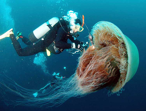 Lions Mane jellyfish