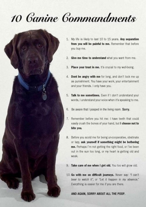 10 Canine Commandments