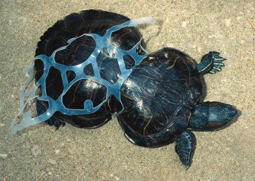Litter and a turtle