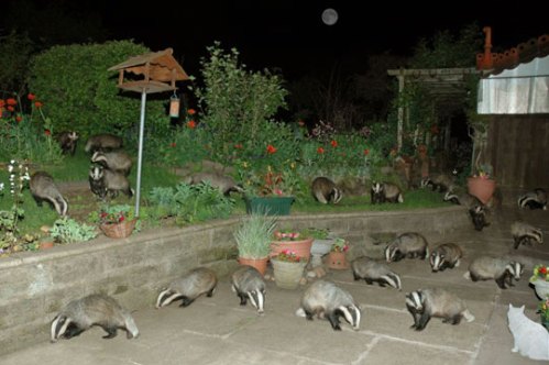 badgers-invasion-backyard picture of a backyard being invaded by badgers.