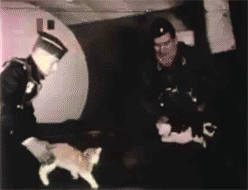 cats in space