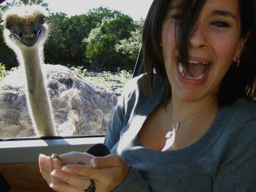 Maybe feeding the ostrich wasn't such a good idea.