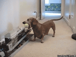 dog toy ball launcher