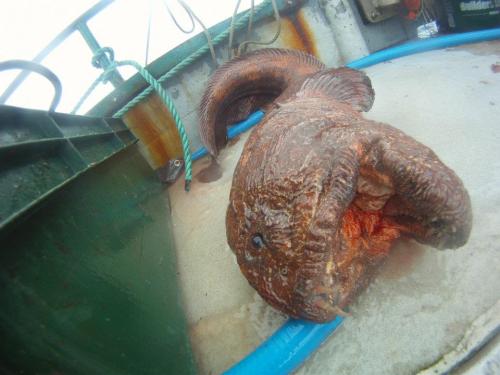 Giant Wolf Eel caught from Alaskan fishing boat
