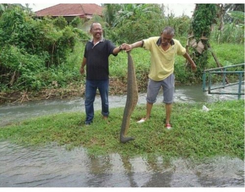 Big leech found in Malaysia after flood