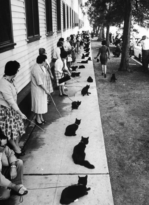 Hollywood auditions for Black Cat, 1961