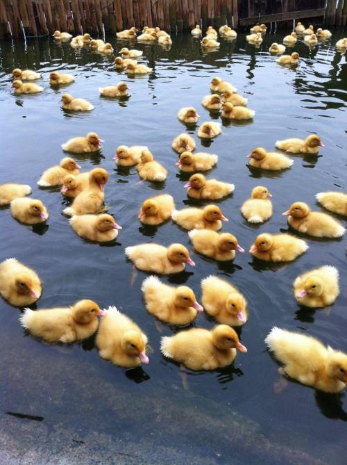 Suddenly...ducklings