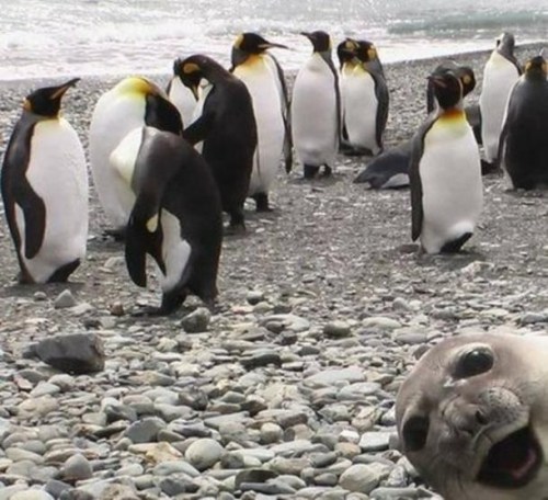 funny seal photo
