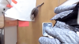 awesome cat jumping gif