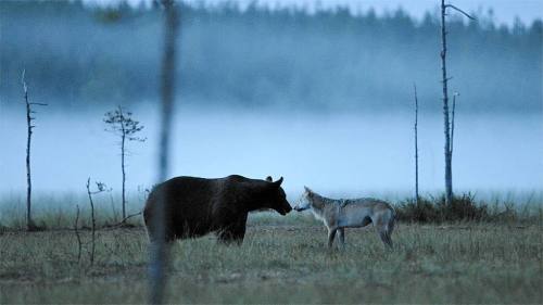 Bear and wolf meet on misty swamp