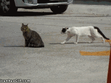 cat sneaking gif