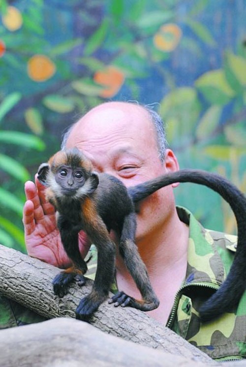 china-wuhan-zoo-caretaker-licks-francois-leaf-monkey-butt-to-help-it-defecate Worst zoo job ever