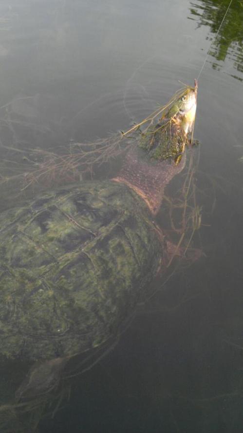 funny fishing turtle and fish