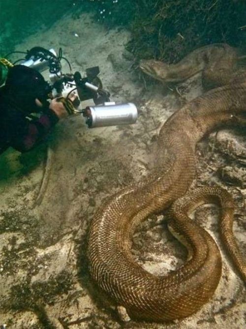 Scuba diver has close encounter with a giant green anaconda in Brazil.