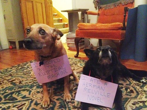 Dog Shaming
