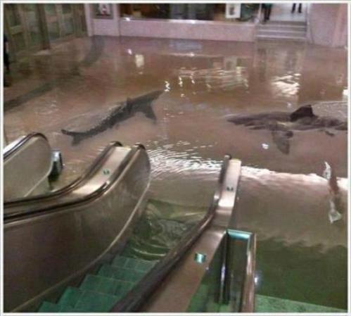 shark in mall