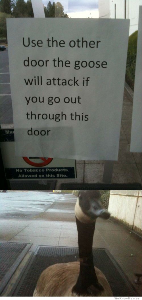 Use The Other Door The Goose Will Attack