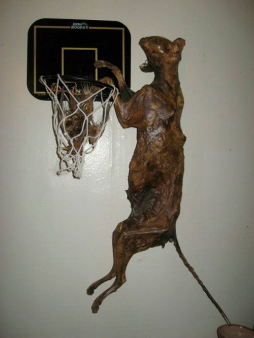 Mummified Cat Slam Dunking Mummy Bird