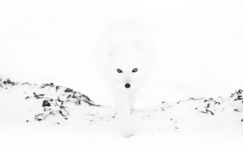 The arctic fox demonstrating concealment.