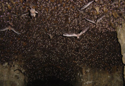 Bats at Golconda Fort: This is the third shot with a flash, waking all of the bats up and seeing them all stare at the camera. (© Bill Thoet/National Geographic Photo Contest)