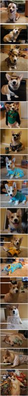 Corgnelius the Cutest Corgi on the Internet