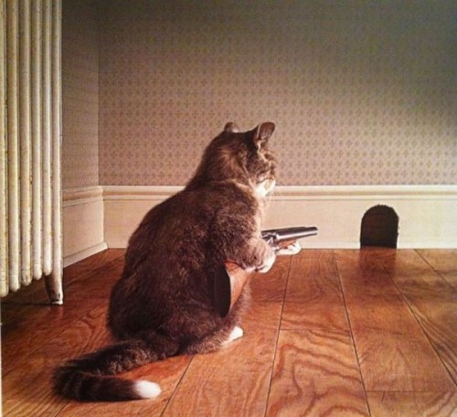 cat gun