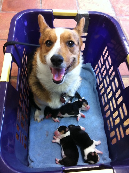 Corgi looks very proud of her new puppies. 