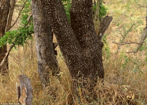 Find the leopard