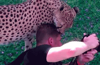 cheetah licks photographers head