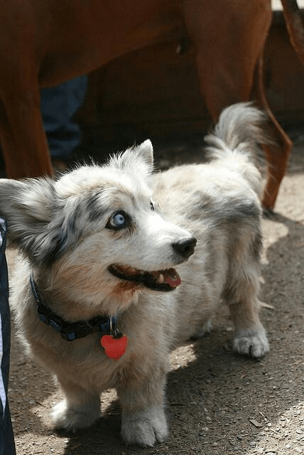 corgi husky mix