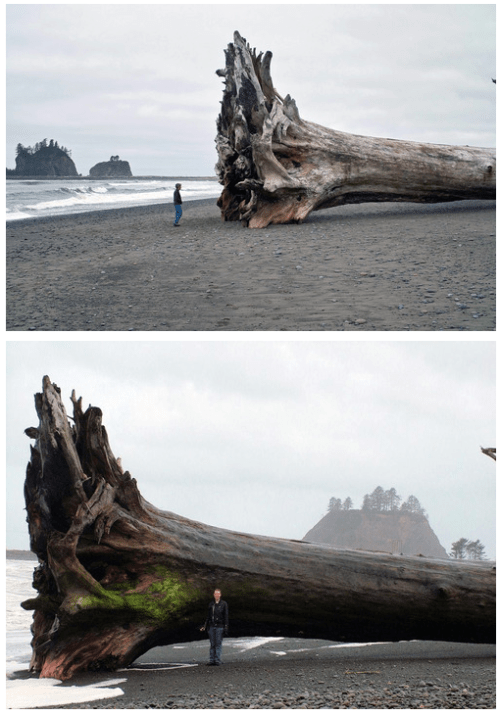 Ocean Driftwood 