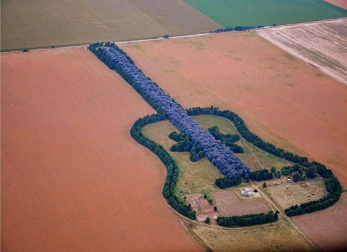 man-plants-guitar-shaped-forest