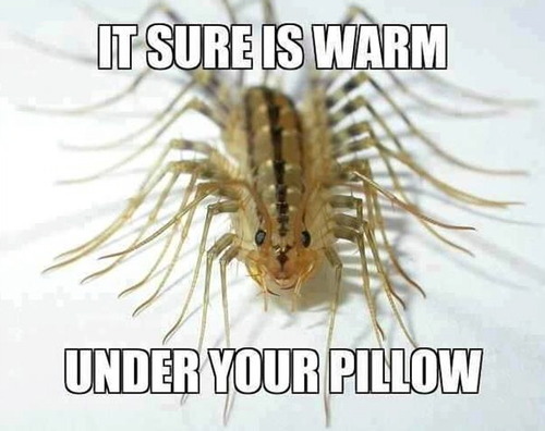 centipede