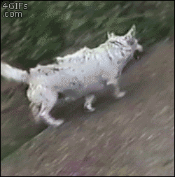 Dog gif