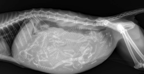 X-ray image of a pregnant cat