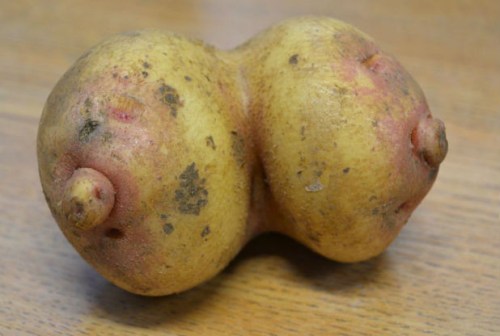 potato boob
