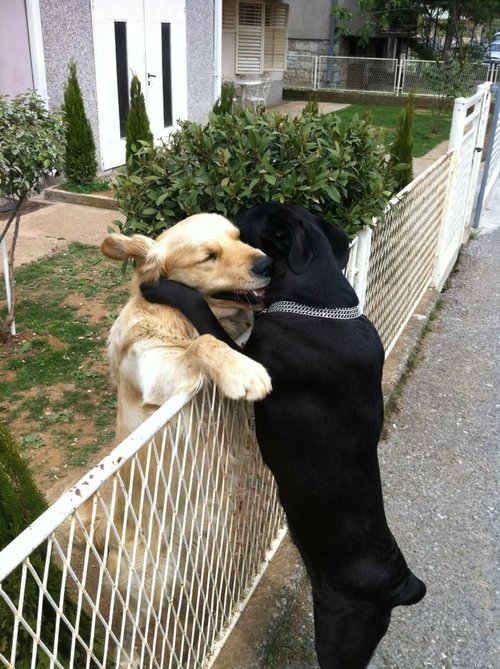 Dogs-hugging-at-fence