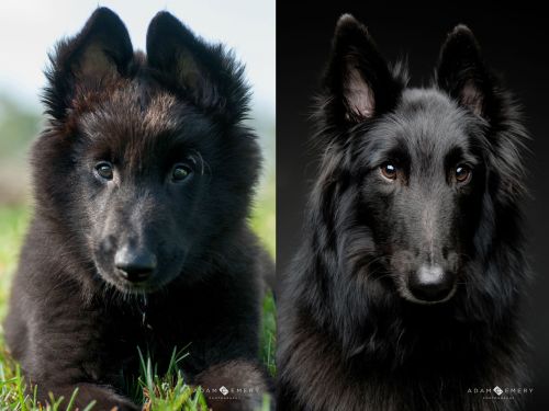 Groenendael Belgian Shepherd