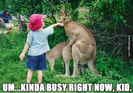 Kangaroo sex
