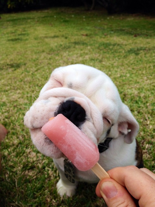 puppy Popsicle 
