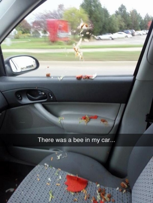 bee in my car