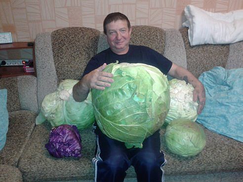 giant lettuce