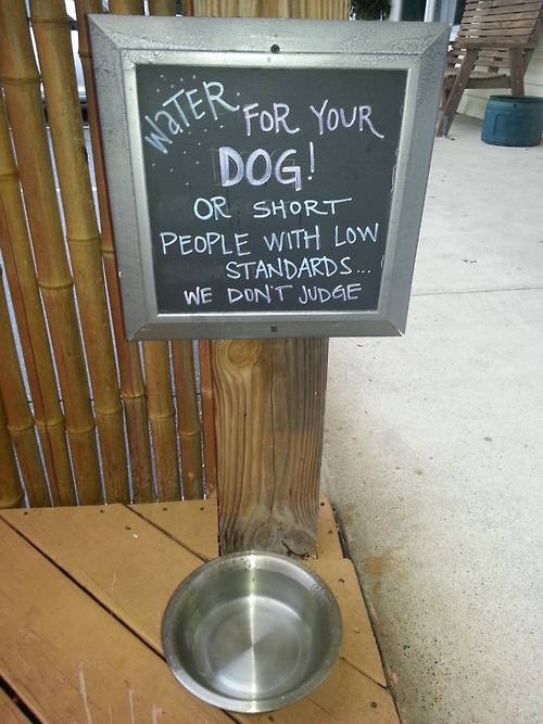 Water for your dog