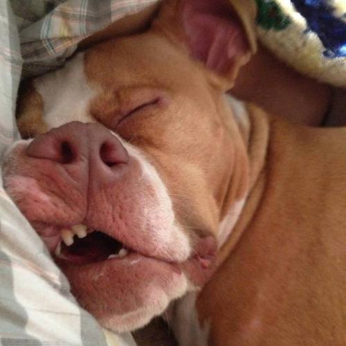sleeping beauty pitbull
