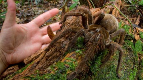 The South American Goliath birdeater (Theraphosa blondi) is the world's largest spider, according to Guinness World Records. Its legs can reach up to one foot and it can weight up to 6 oz.. (Piotr Naskrecki)