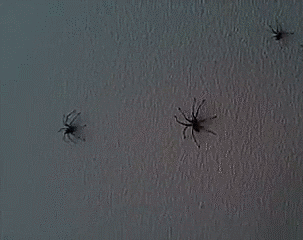spider wall