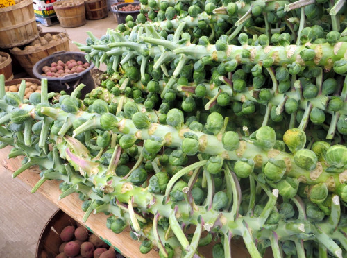 Brussels sprout stalks 