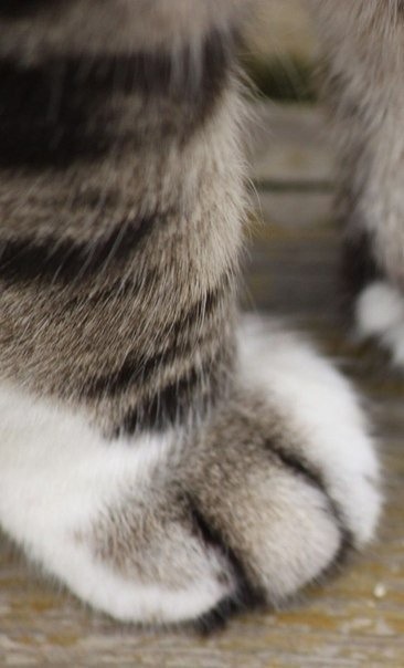 tumblr_mrazsjaUl41ryj1s3o8_500