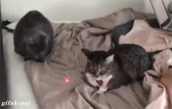 laser pointer cat gif