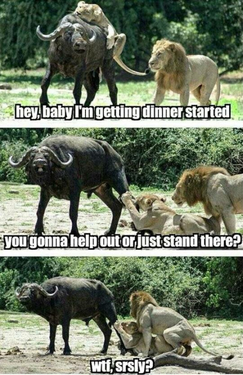 lions having sex